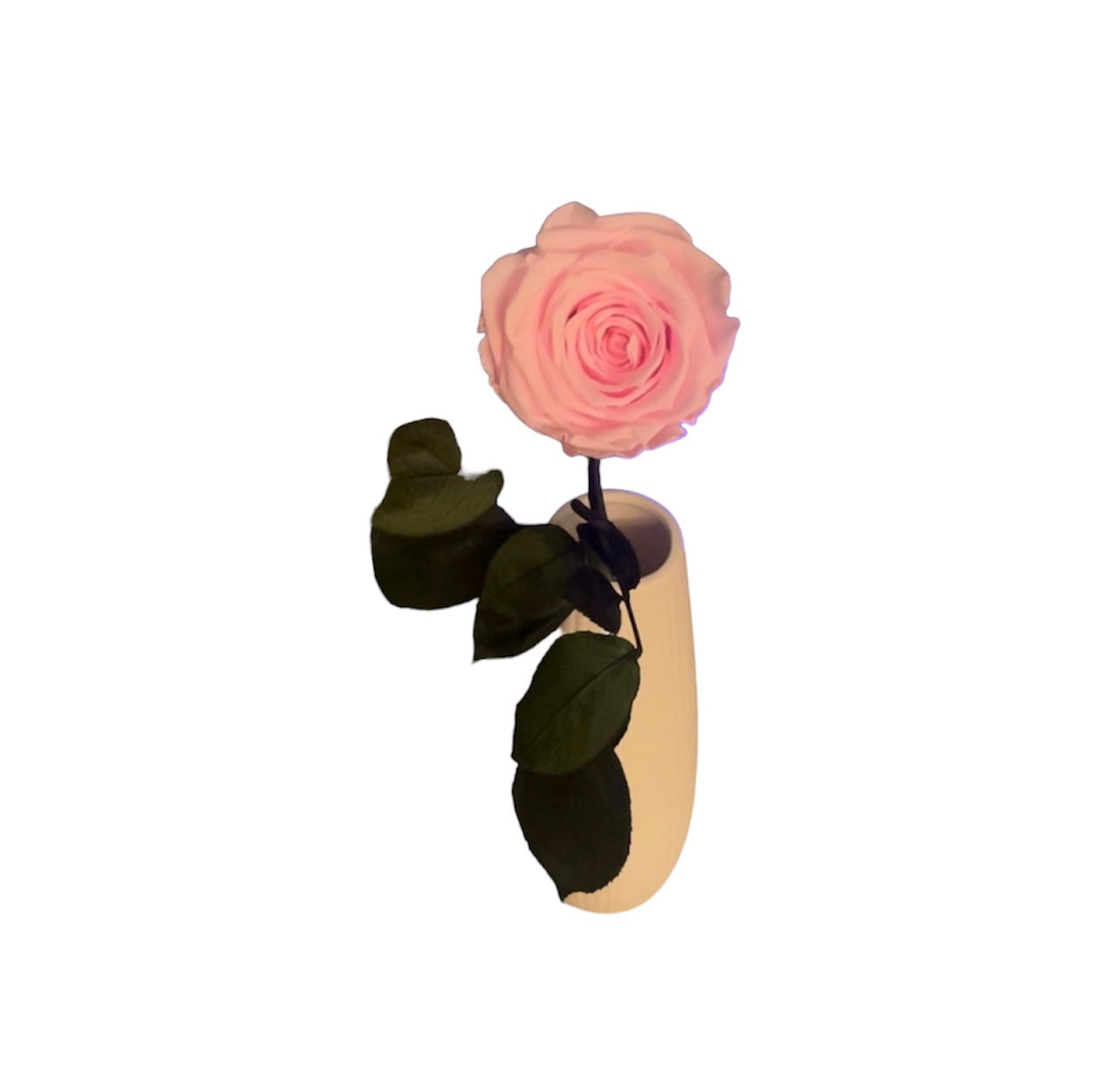 PINK ROSE ON STEAM