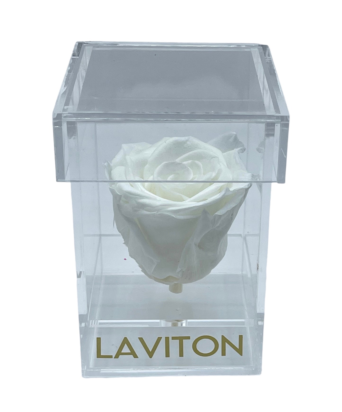 White Single Rose