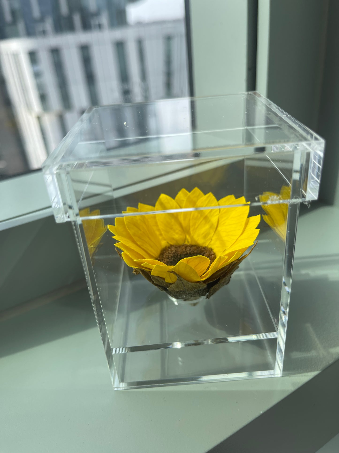 SUNFLOWER SINGLE FLOWER