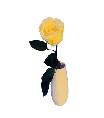 Yellow steam rose
